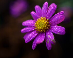 Dewy, Purple Flower in Full Bloom against a Dark Backdrop