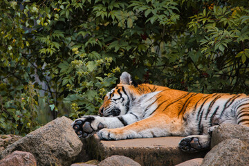 tiger in the wild