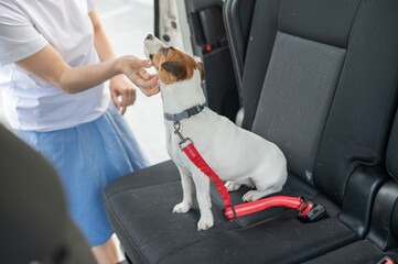 Caucasian woman travels by car with her dog. The owner fastens the Jack Russell Terrier with a seat...
