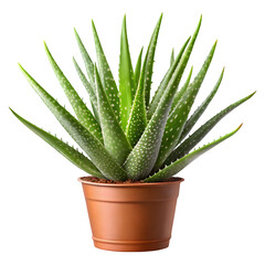 Fototapeta premium Aloe Vera Plant in Pot – Indoor Succulent for Home and Office Decor