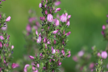 Ononis spinosa. Blooming pink and white spiny restharrow.