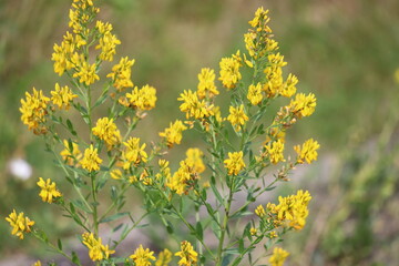 Genista tinctoria, wild plant. Yellow flowers dyer's greenweed, medicinal plant.