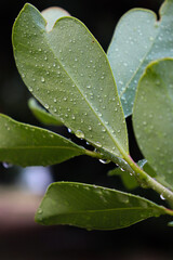 Vibrant green leaves covered in countless water droplets, highlighting the texture and veins of the...