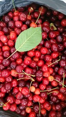 Freshly harvested ripe red cherries with stems and a green leaf resting on top, filling the frame with their vibrant color and juicy texture, a delightful scene of summer's bounty .