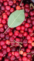 A close-up showcases a vibrant pile of red cherries, with a green leaf adding a touch of freshness,...
