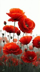 Bright Red Poppies Bloom in a Vibrant Field During a Sunny Day