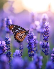 Butterfly on lavender flowers in sunlight