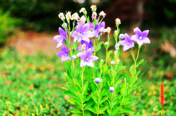 Closeup of purple bellflowers with green leaves on blurred natural background