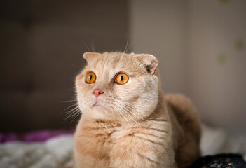 Portrait of a male scottish fold