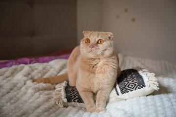 Portrait of a male scottish fold