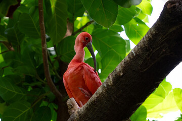 scarlet ibis is perched on a tree limb high above in the jungle forest