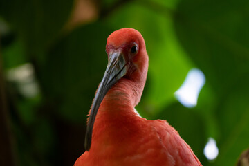 scarlet ibis is perched on a tree limb high above in the jungle forest