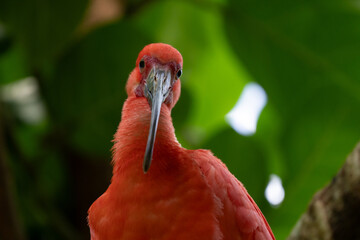 scarlet ibis is perched on a tree limb high above in the jungle forest