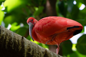 scarlet ibis is perched on a tree limb high above in the jungle forest
