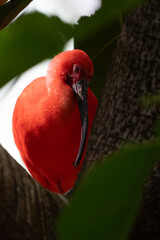 scarlet ibis is perched on a tree limb high above in the jungle forest