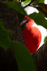 scarlet ibis is perched on a tree limb high above in the jungle forest