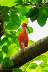 scarlet ibis is perched on a tree limb high above in the jungle forest
