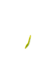 a caterpillar on white background