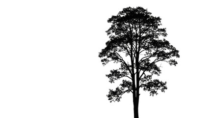 Tall Tree Silhouette on Transparent Background