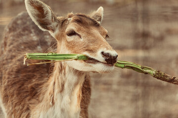 Portrait of a beautiful fallow deer holding a green branch in its mouth, enjoying a meal in its zoo...