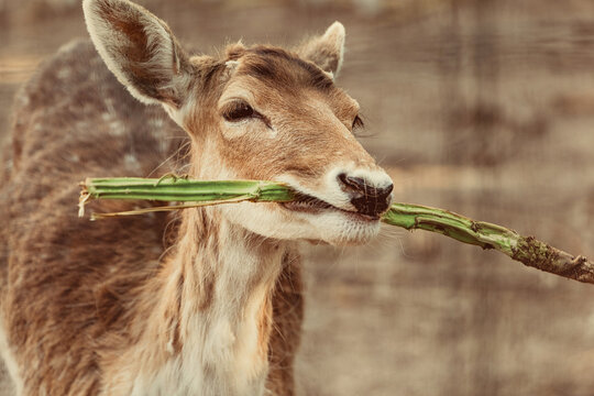 Portrait of a beautiful fallow deer holding a green branch in its mouth, enjoying a meal in its zoo enclosure