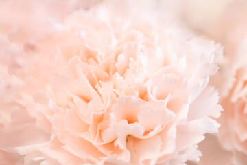 Abstract pink background. carnation flower