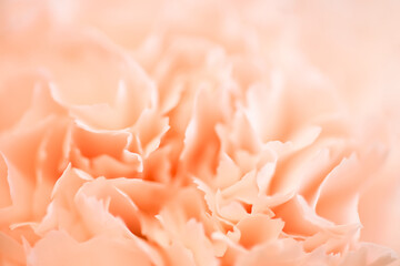 Pink Carnation Flowers Bouquet on light pink background. soft filter.