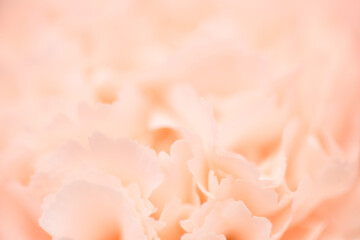 Spring blooming delicate carnation flowers