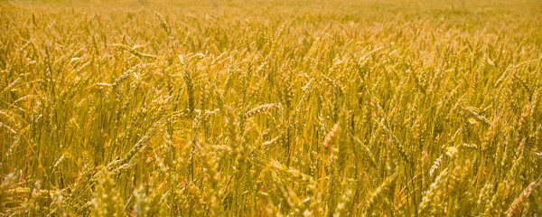 Bright golden wheat field at sunset. Wheat field ripening period | Horizontal image. Agricultural concept