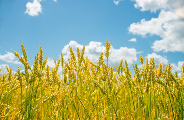 Ripe golden wheat against a blue sky.