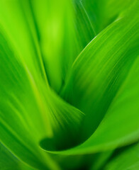 Abstract nature green blurred background natural leaf on green background in garden with copy space using as background sleepers