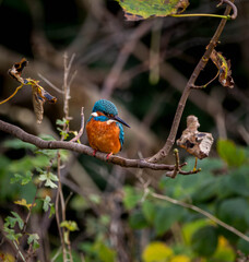 Image of a male Common Kingfisher, Alcedo Atthis, perched on a branch in Edinburgh Union Canal