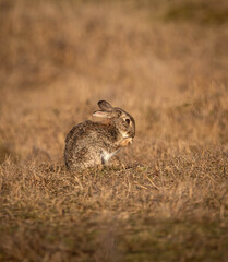 Common european rabbit grooming itself in a field of brown grass near Aberlady, in Scotland, UK
