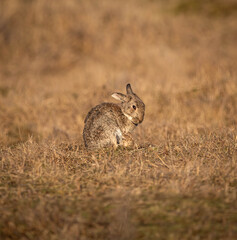 Common european rabbit sitting on a field of brown grass in a moor near Aberlady, in Scotland, UK