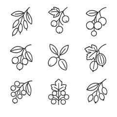 Fototapeta premium Shrubland Berry Icons. Line style icons of Shrubland Berry Mix: barberry, wild currant, aronia berry, chokecherry, honeysuckle