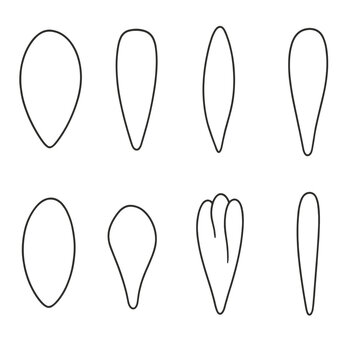 Petal Outline Icons. Outline style icons of Petal Variations & Shapes: ovate petal, oblong petal, lanceolate petal, spatulate