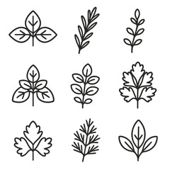 Organic Herb Icons. Outline style icons of Organic Herb Garden: basil leaf silhouette, rosemary sprig silhouette, thyme twig