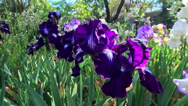 White and purple garden Iris germanica with large flowers in the botanical collection