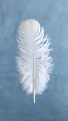 Isolated white feather on blue background for design element or artistic composition