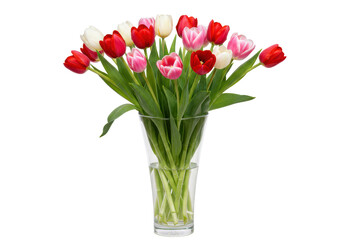 Isolated Bouquet of Red White and Pink Tulips in a Vase