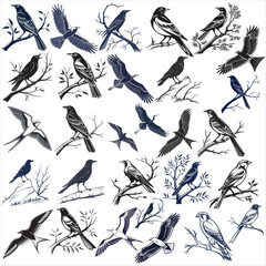 Collection of Vintage-Style Bird Illustrations Silhouette : Crows, Magpies, and Other Avian Perched and in Flight, Dark Blue Monochrome Palette.