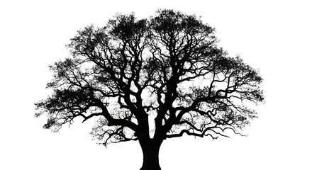  Tree Silhouette with Branching Limbs on Transparent Background