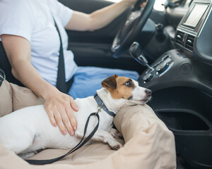 Caucasian woman travels by car with her dog. Jack Russell Terrier in a special car seat. 