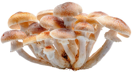 Cluster of Mushrooms A Fungi Grouping Displaying Earthy Tones and Natural Textures on Clear View