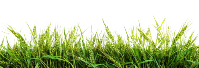 PNG Green wheat border background outdoors nature.