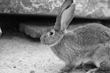 black rabbit on the ground