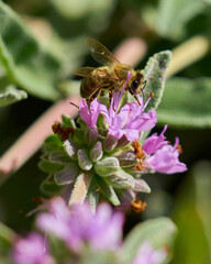 bee on a flower