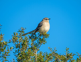 Northern Mockingbird Perched Atop a Bush