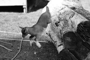 goat jumping down