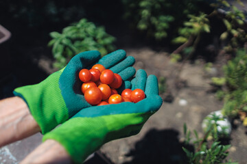 Harvesting cherry tomatoes from a home garden during midday